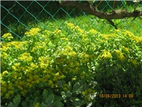 3be6d8c0-ZEC FORD 146.jpg